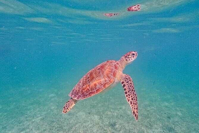Yalku lagoon and turtles akumal sanctuary - Who This Tour Is Best For