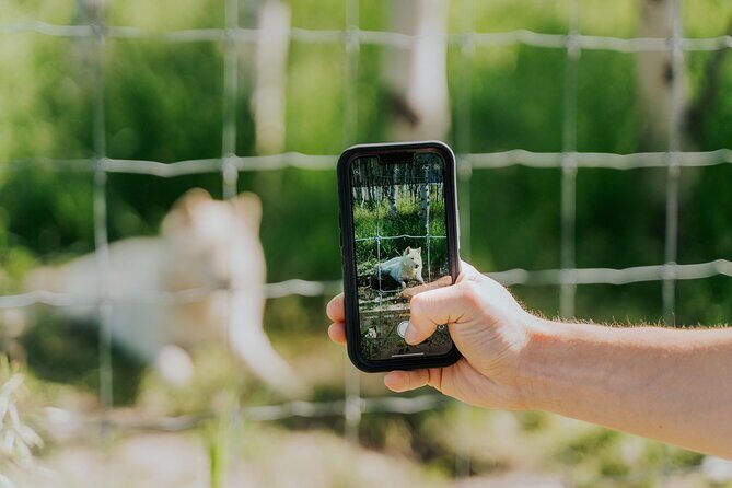 Yamnuska Wolfdog Sanctuary Walk Ticket in Canada - Key Points