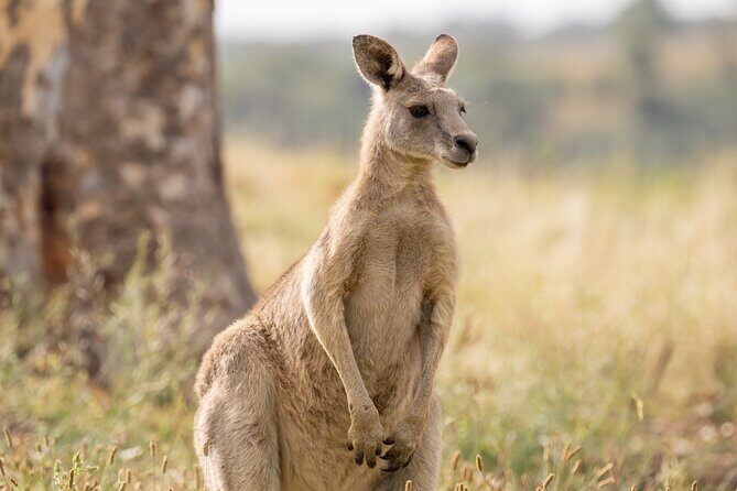 Yarra Valley by night! Private wine, whisky and dinner tour - What the Tour Includes