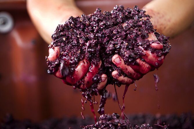 Yarra Valley Chandon Cheese & Sunset Kangaroos from Melbourne - Who Will Love This Tour?