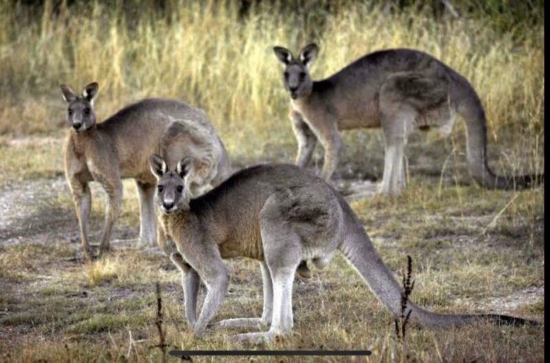 Yarra Valley Foodies Tour with Chandon and Kangaroo Safari! - Who Is This Tour Perfect For?