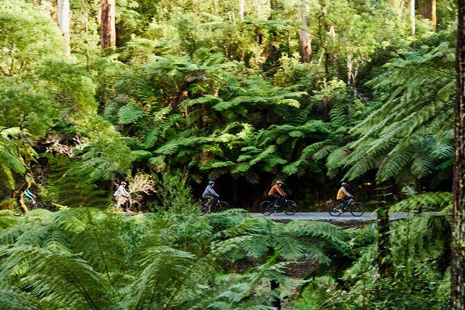 Yarra Valley Redwood Forest Mountain Bike Adventure - The Experience: A Closer Look