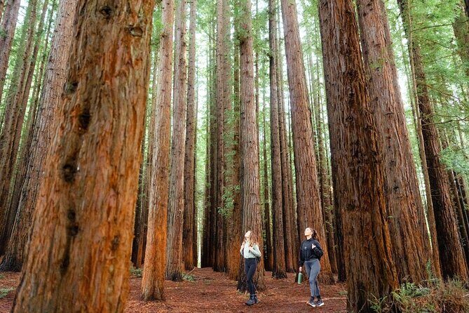 Yarra Valley Redwood Forest Mountain Bike Adventure - The Verdict