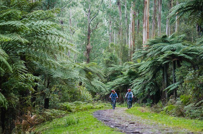 Yarra Valley Redwood Forest Mountain Bike Adventure - Frequently Asked Questions