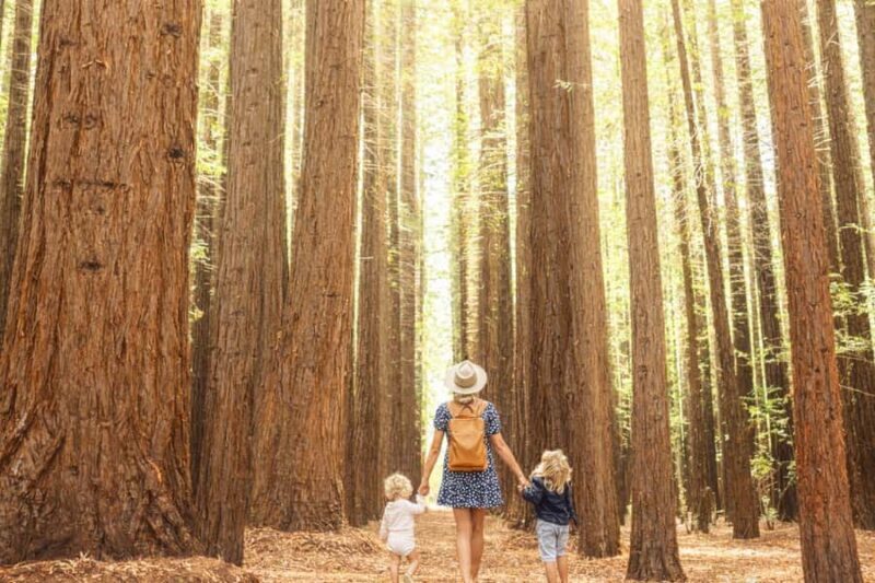 Yarra Valley | Redwoods, Wildlife, Wine, Chocolate - Starting Point and Convenience