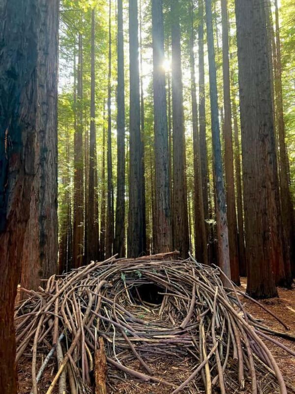 Yarra Valley | Redwoods, Wildlife, Wine, Chocolate - Transportation and Timing