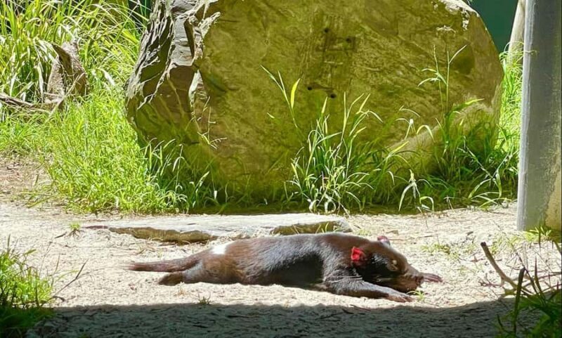 Yarra Valley | Redwoods, Wildlife, Wine, Chocolate - The Experience: Whats Valuable