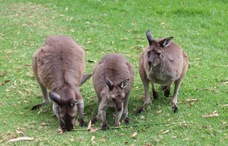 Yarra Valley | Redwoods, Wildlife, Wine, Chocolate - Final Thoughts
