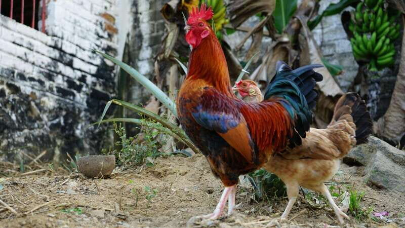 Yelapa: Catamaran Cruise with Lunch and Open Bar - Final Thoughts