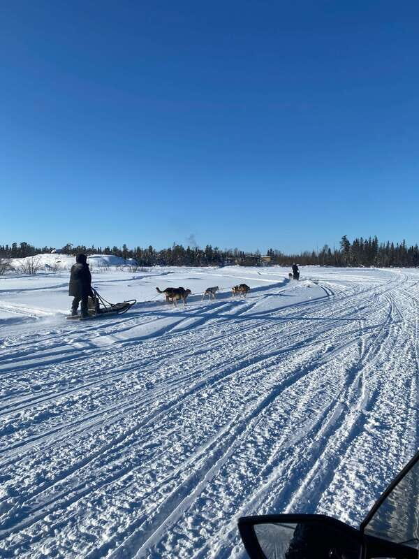 Yellowknife: Dog Sledding Tour - An In-Depth Look at the Yellowknife Dog Sledding Tour