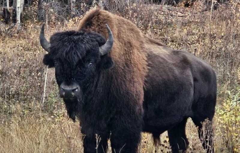 Yellowknife: Wild Bison Highway Tour - The Experience of Seeing Bison in the Wild
