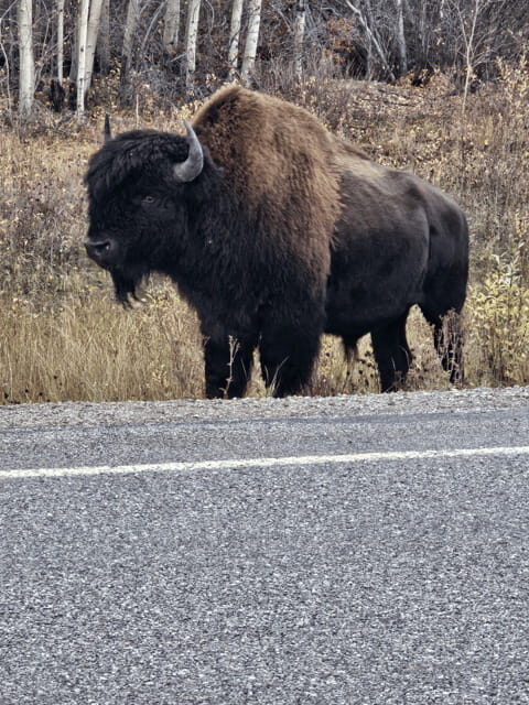 Yellowknife: Wild Bison Highway Tour - Transportation and Group Size: Why They Matter