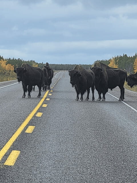 Yellowknife: Wild Bison Highway Tour - Price and Value: What’s Included?