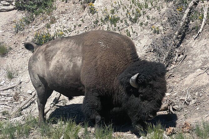 Yellowstone Bus Tour - A detailed look at the Yellowstone Bus Tour