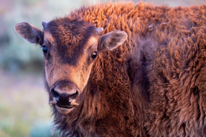 Yellowstone Day Adventure - What Makes This Tour Special?