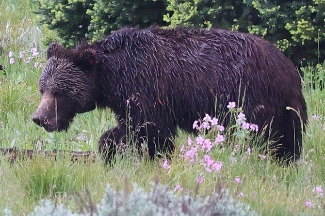 Yellowstone Full Day Tours - Exploring the Yellowstone Full Day Tours: A Practical Review