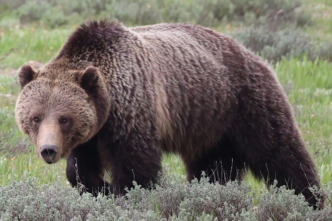 Yellowstone Full Day Tours - What to Expect from the Yellowstone Full Day Tour