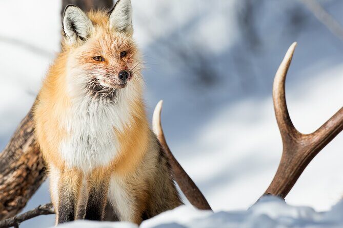 Yellowstone Full Day Winter Tour (With Optional Hike or Snowshoe) - Exploring Yellowstone in Winter: Is the Full Day Tour Worth It?