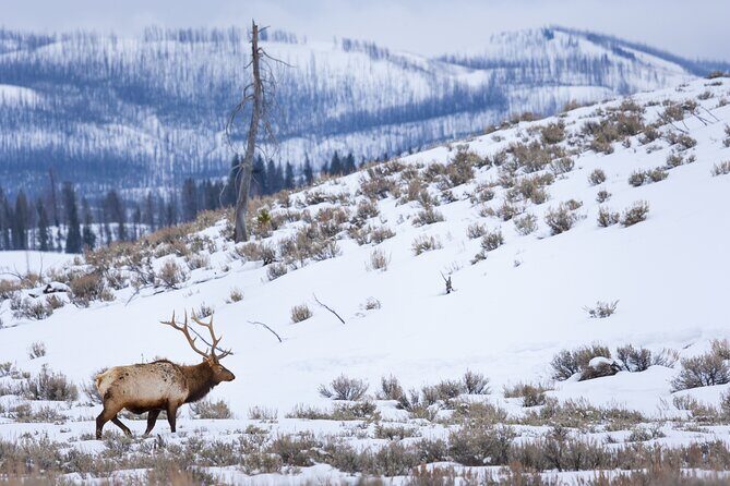 Yellowstone Full Day Winter Tour (With Optional Hike or Snowshoe) - Key Points