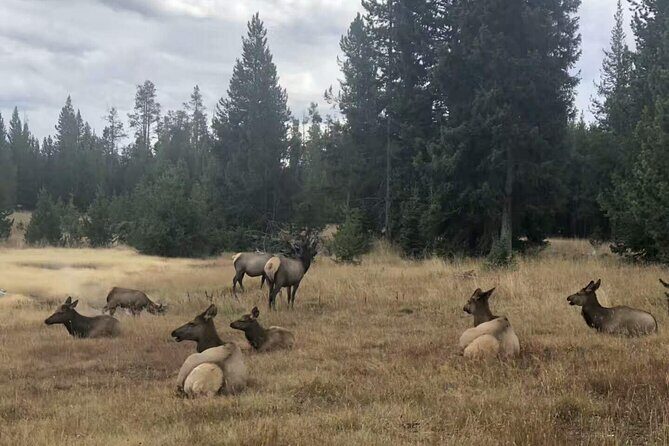 Yellowstone Grand Teton and Coeur dAlene 5-Day Tour from Seattle - The Itinerary: What to Expect Day-by-Day