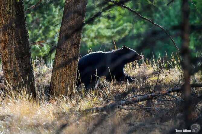 Yellowstone & Grand Teton National Parks: Small Group 3-Day Tour - Frequently Asked Questions