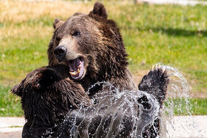 Yellowstone & Grand Teton National Parks: Small Group 4-Day Tour - FAQs