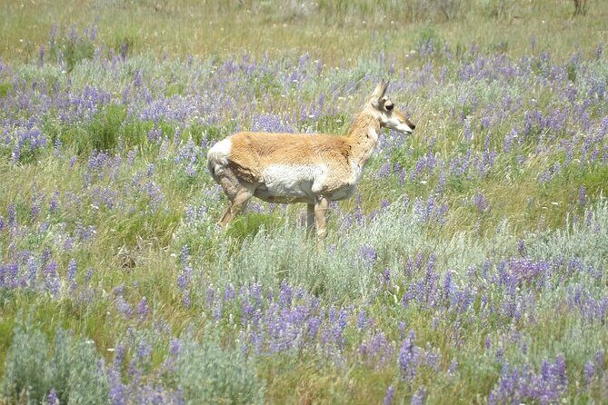 Yellowstone Hidden Gems Hiking Tour West Yellowstone - An In-Depth Look at the Yellowstone Hidden Gems Hiking Tour