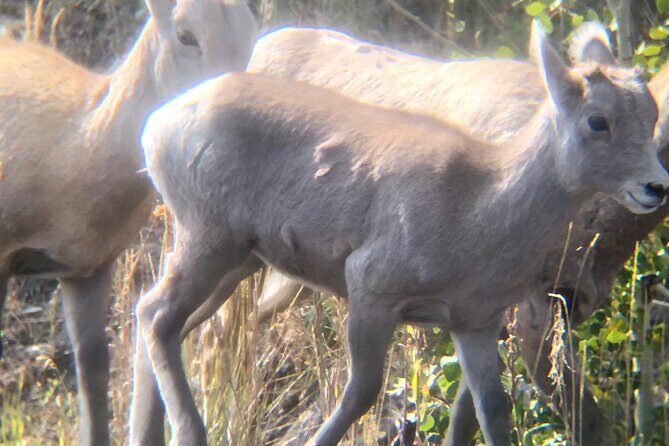 Yellowstone Hidden Gems Hiking Tour West Yellowstone - In The Sum Up