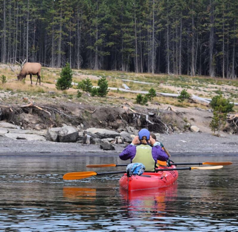 Yellowstone Lake Kayaking Adventure Among Thermal Features - Key Points