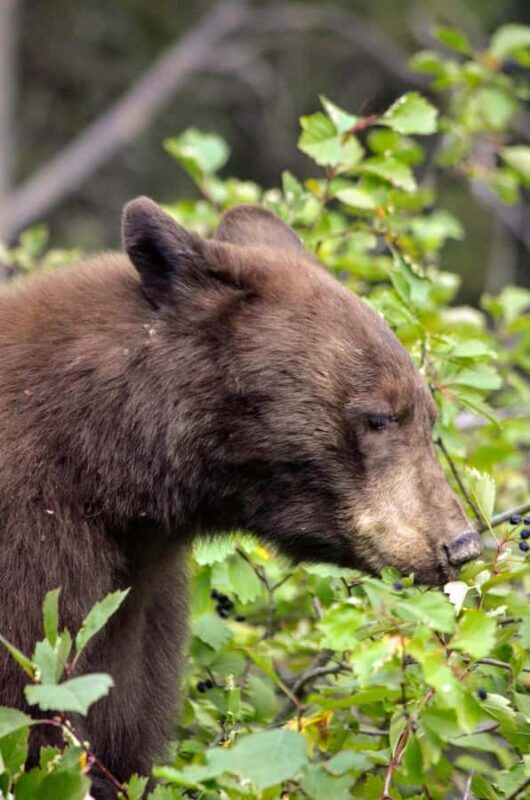 Yellowstone Lower Loop - Private Full Day Tour - FAQ