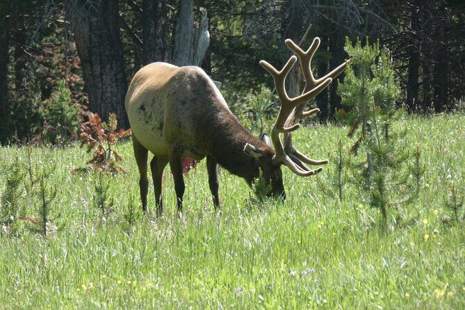 Yellowstone Lower (Southern) Loop Tour - Final Thoughts