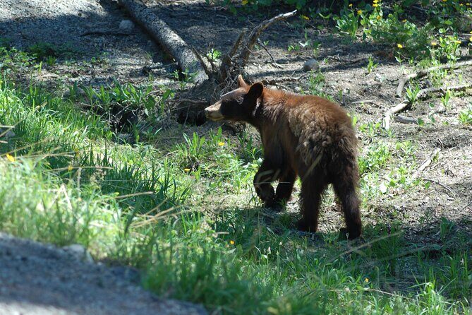 Yellowstone Lower (Southern) Loop Tour - FAQ