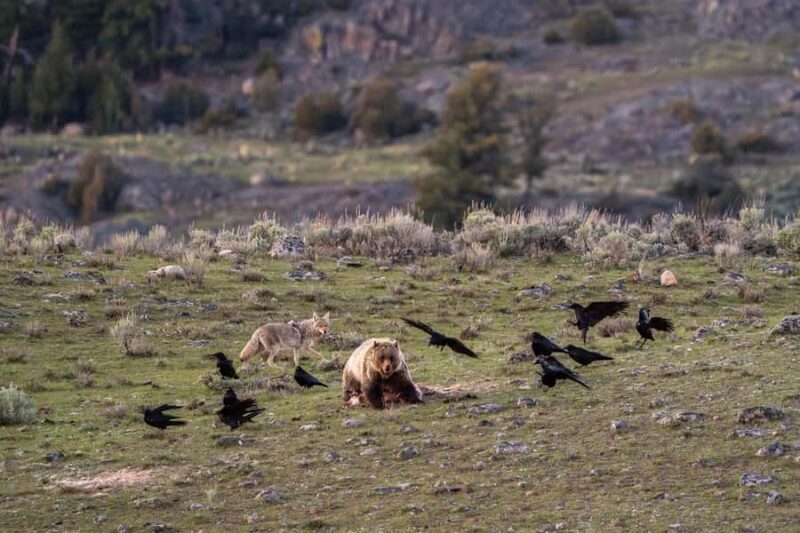 Yellowstone National Park: 1 Day Wildlife Photography Tour - Yellowstone National Park: 1 Day Wildlife Photography Tour
