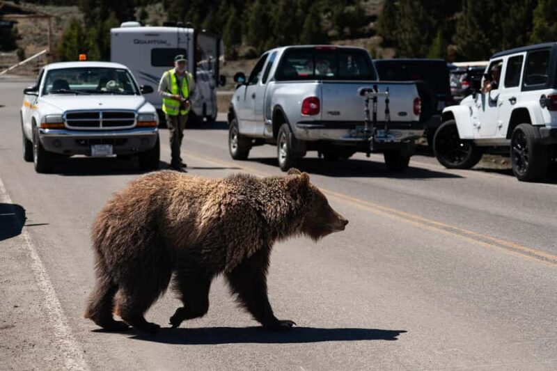 Yellowstone National Park: 1 Day Wildlife Photography Tour - Key Points