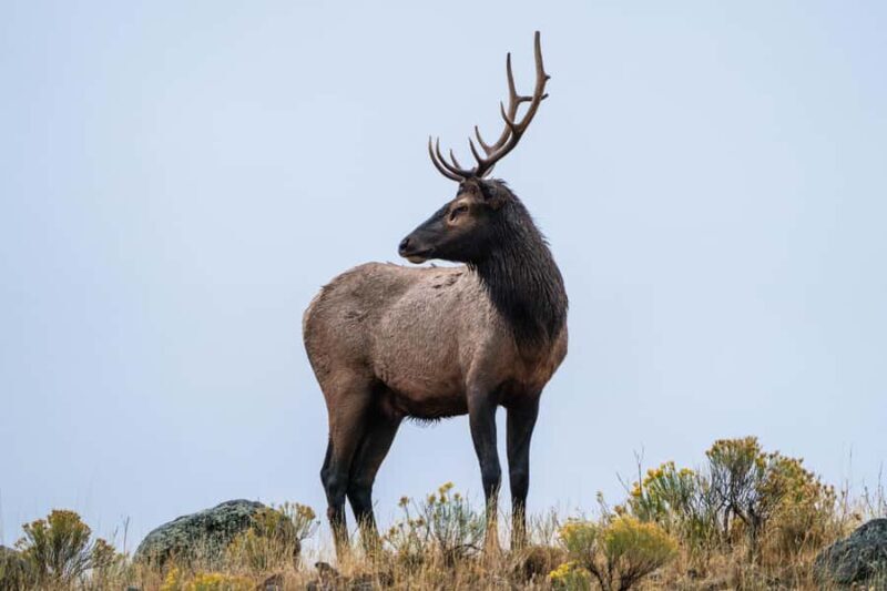 Yellowstone National Park: 1 Day Wildlife Photography Tour - The Details That Matter