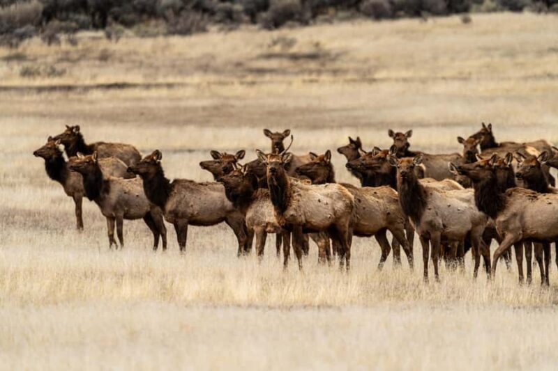 Yellowstone National Park: 1 Day Wildlife Photography Tour - FAQs