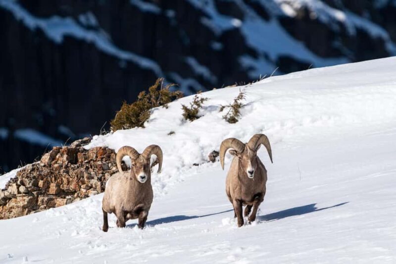 Yellowstone National Park: 1 Day Wildlife Photography Tour - Wrapping It Up