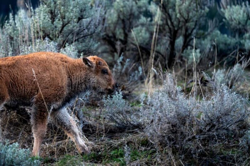 Yellowstone National Park: 3 Day Wildlife Photography Tour - What Makes This Tour Stand Out?