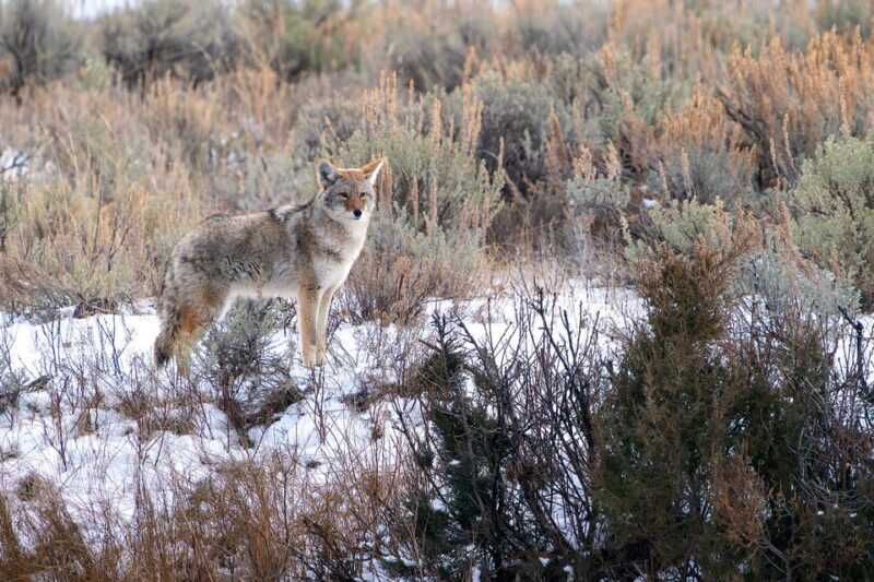 Yellowstone National Park: 3 Day Wildlife Photography Tour - Is This Tour Right for You?