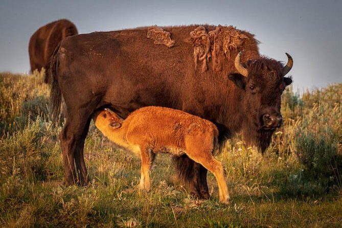 Yellowstone National Park Group Tour - Final Thoughts