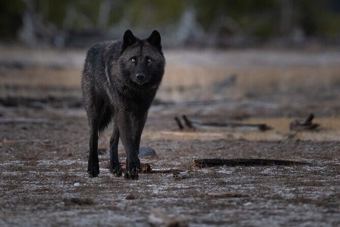 Yellowstone National Park Private Wildlife Tour - The Itinerary in Detail