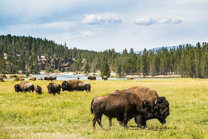 Yellowstone National Park Self-Guided Driving Audio Tour - Practical Details & Tips