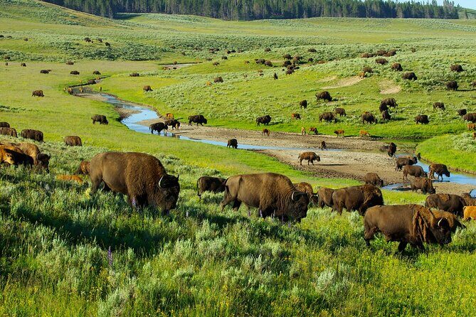 Yellowstone National Park Tour from Jackson Hole - An In-Depth Look at the Yellowstone Tour from Jackson Hole