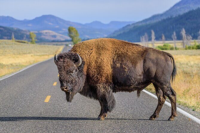 Yellowstone National Park Tour from Jackson Hole - FAQ