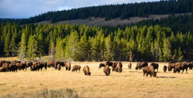 Yellowstone: Old Faithful, Waterfalls, and Wildlife Day Tour - Key Points