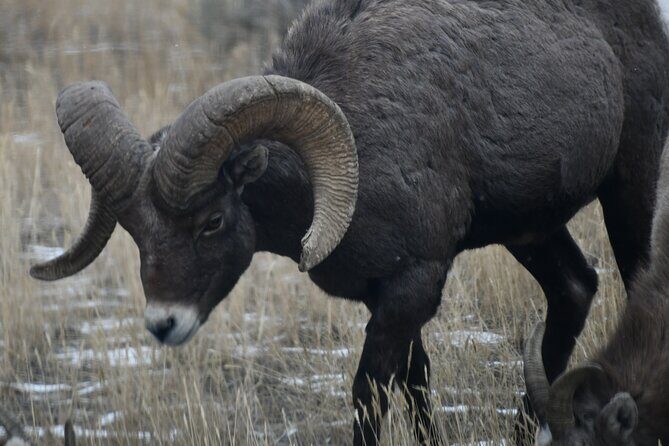 Yellowstone Park Private Day Trip from Big Sky - Full or Half Day - A Deep Dive into the Experience