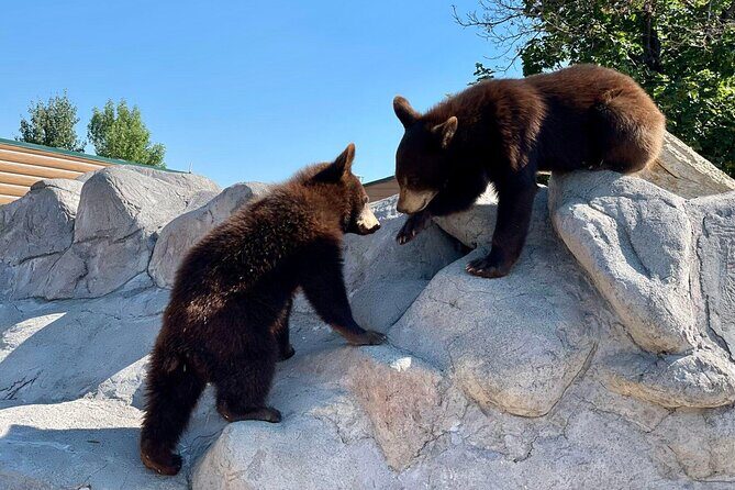 Yellowstone Private Tour Up To 14 - A Surprise Activity Included - Who Should Consider This Tour?