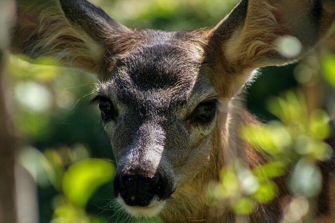 Yellowstone Private Upper Loop Tour with Lunch - Final Thoughts: Is This Tour Right for You?