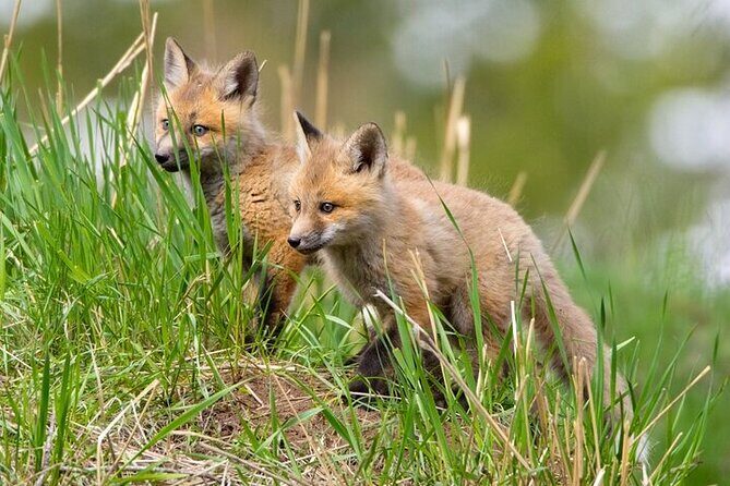 Yellowstone Through the Lens Photography Adventure - Is This Tour Worth It?