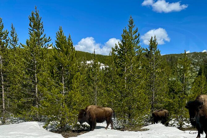 Yellowstone Wildlife and Photo Tours Upper Loop Tour From Cody - Frequently Asked Questions